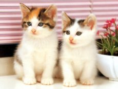 Tros mignion !